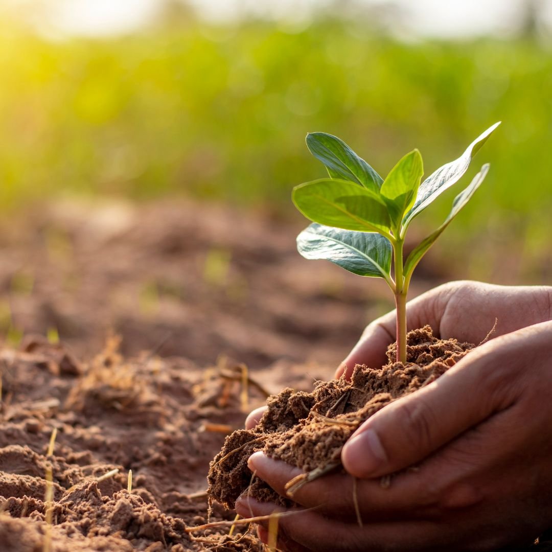 a person holding a small plant