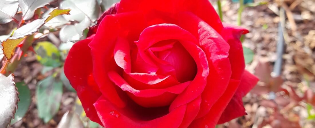 🌸 5 einfache Tipps für gesunde und glückliche Pflanzen im eigenen Garten